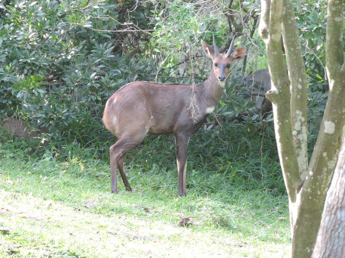 St Lucia Kingfisher Lodge Buitenkant foto